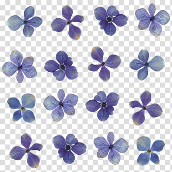 Pressed flower craft Light Floral design, blue flowers transparent background PNG clipart
