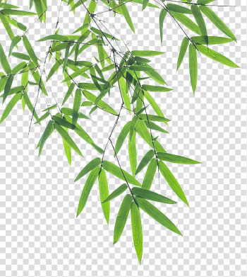 Linear green leafed plants illustration, Bamboo Leaf Euclidean , Bamboo transparent background PNG clipart
