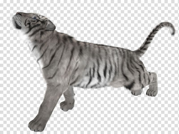 White tiger Cat Felidae, White tiger transparent background PNG clipart