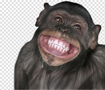 Wish Birthday Happiness Humour YouTube, monkey transparent background PNG clipart
