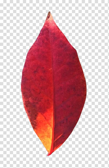 Autumn Leaves Maple leaf, pot leaf transparent background PNG clipart