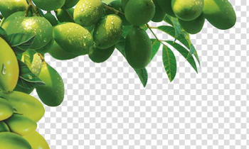 Green mango fruit frame, Olive oil Tree , olive tree transparent background PNG clipart