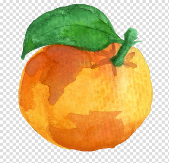 Clementine Mandarin orange Tangerine Pumpkin, orange watercolor transparent background PNG clipart