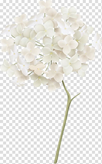 White French hydrangea , ÙØ±Ø¯ Ø§Ø¨ÙØ¶ transparent background PNG clipart