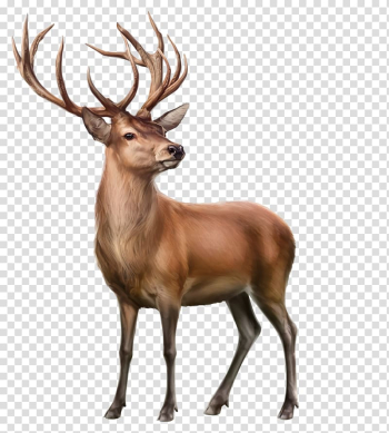 Elk Reindeer Animal, deer transparent background PNG clipart