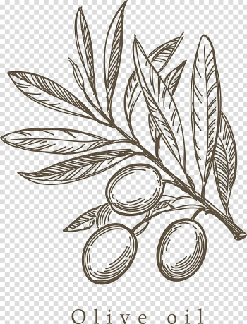 Olive Oil poster, Mediterranean cuisine Olive Drawing Sketch, Hand-painted olive branch transparent background PNG clipart