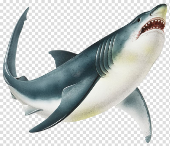 Great white shark Lamniformes Drawing illustration Illustration, Wild fury big white shark transparent background PNG clipart