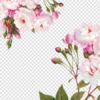 Pink rose flowers illustration, Centifolia roses Paper Flower Garden roses Party, Flowers decoration material transparent background PNG clipart