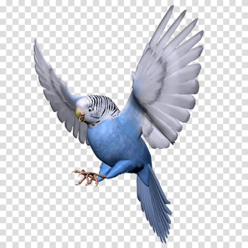 Budgerigar Lovebird Parrot, parrot transparent background PNG clipart