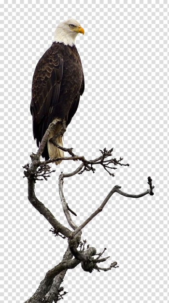 Black and white eagle on tree , Bald Eagle , Black Hawks transparent background PNG clipart