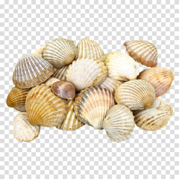 Cockle Seashell Light Clam, Scallop shell transparent background PNG clipart