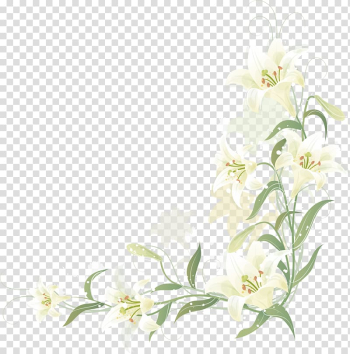 Hand-painted lily border, white lily flowers illustration transparent background PNG clipart
