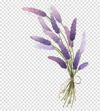 Lavender Drawing, lavender, purple petaled flowers bouquet illustration transparent background PNG clipart