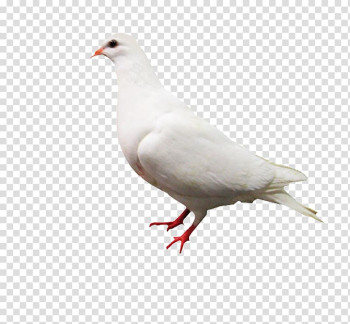 Rock dove Columbidae White Computer file, White Pigeon transparent background PNG clipart