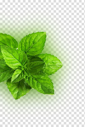 Peppermint Mentha spicata Leaf Green Herb, Fresh mint leaves transparent background PNG clipart