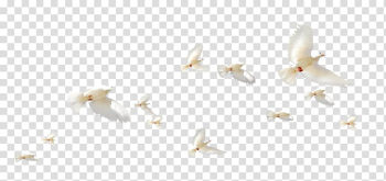 Rock dove Flight Columbidae Wing, A group of white pigeons transparent background PNG clipart