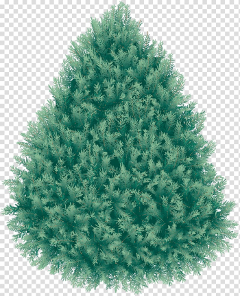 Blue spruce , Christmas Fir-Tree transparent background PNG clipart