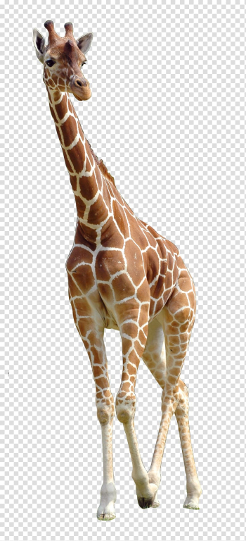 Brown giraffe, Northern giraffe , giraffe transparent background PNG clipart
