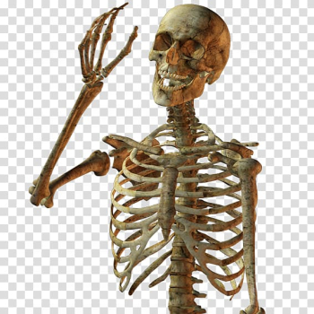 Skeleton illustration, Calavera Skull Human skeleton, Skull skeleton transparent background PNG clipart