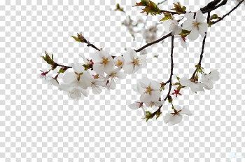 White blossoms, National Cherry Blossom Festival, Cherry tree branches transparent background PNG clipart