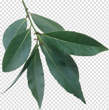 Green leafed plant, Bay Laurel Bay leaf Laurel wreath Herb, Fresh green leaves transparent background PNG clipart