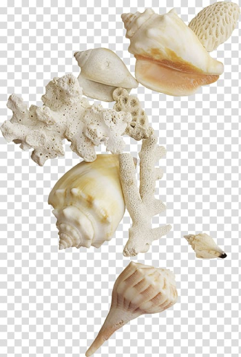 Assorted white seashells, Seashell , Seashells transparent background PNG clipart