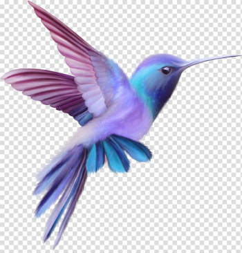Blue and purple hummingbird illustration, Hummingbird Free content , Color cute birds transparent background PNG clipart