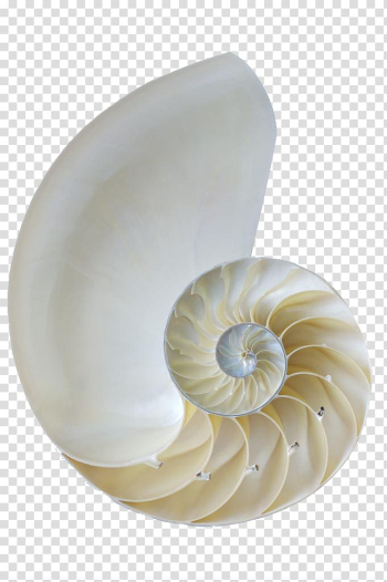 Nautilidae Orthogastropoda Seashell Sea snail, White conch shell transparent background PNG clipart