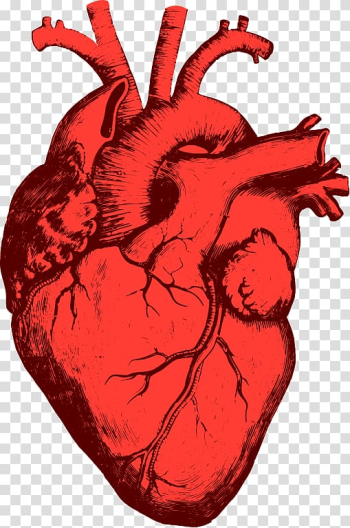 Red heart , Heart Anatomy Organ Human body , human heart transparent background PNG clipart