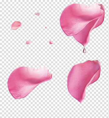 Rose Petal, Pink rose petal floating material, pink rose petals transparent background PNG clipart