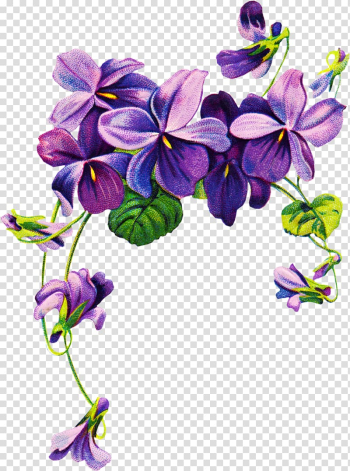 Sweet violet African violets Purple , purple watercolor flowers transparent background PNG clipart