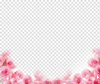 Pink flowers graphic design frame, Pink Beach rose Petal Flower, Pink rose border transparent background PNG clipart