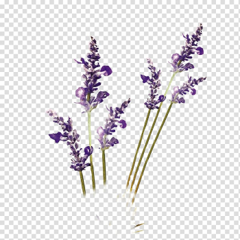 Lavender flower, Purple lavender transparent background PNG clipart