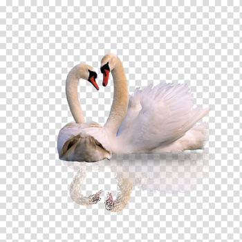 Mute swan Animal , White Swan transparent background PNG clipart