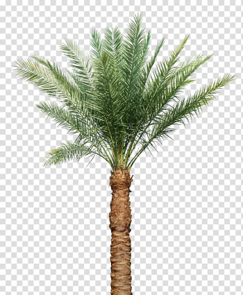 Green palm tree , Arecaceae Tree Leaf Silk Euclidean , Palm tree transparent background PNG clipart