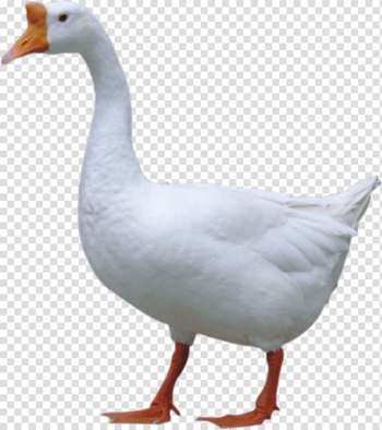 Duck Domestic goose Jintan District, Big white goose transparent background PNG clipart