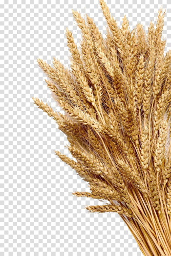 Wheat grains, Wheat Ear Cereal Whole grain , Mature wheat transparent background PNG clipart