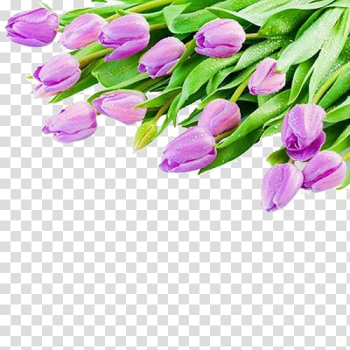 Tulip White Violet Flower bouquet , Purple tulips transparent background PNG clipart