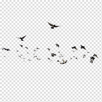 Flight of birds, Bird , Dove Animal,Flocks of birds transparent background PNG clipart
