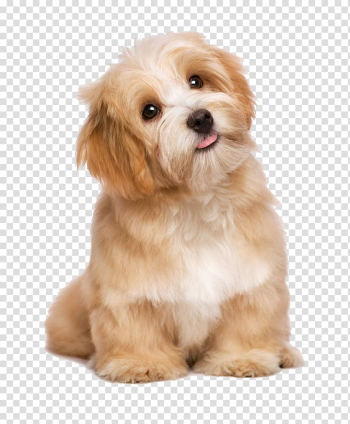 Havanese Maltese dog Poodle Puppy Cat, Lovely long-haired dog tongue, light-brown shih tzu puppy transparent background PNG clipart