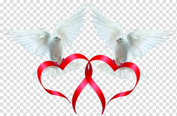 Two white pigeons , Rock dove Columbidae Bird Ribbon, Pigeon Love ribbon transparent background PNG clipart