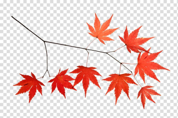 Maple leaf Icon, Maple branches transparent background PNG clipart