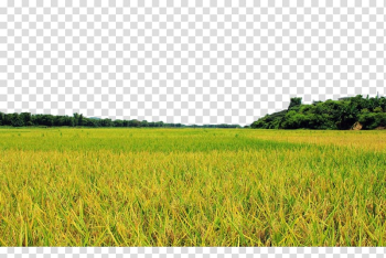 Grass field, Field Farm Lawn Crop Energy, Golden rice fields transparent background PNG clipart