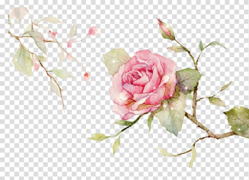 Pink rose , Centifolia roses Garden roses Floral design Cut flowers Flower bouquet, Chinese style hand-painted flowers transparent background PNG clipart