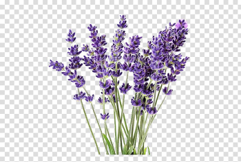 Purple lavender flowers, English lavender Lavandula latifolia Lavender oil Plant French lavender, plant transparent background PNG clipart