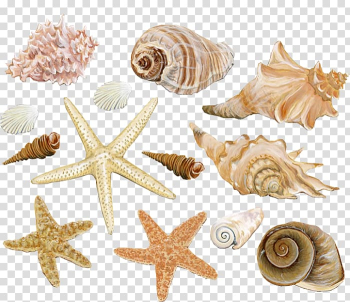 Beige seashells illustration, Seashell Mollusc shell Conch Watercolor painting, seashell transparent background PNG clipart