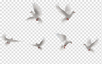 Six white doves , Bird Rock dove Flight, White Birds collection transparent background PNG clipart