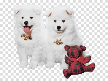 Samoyed dog Puppy Christmas High-definition television , White puppy transparent background PNG clipart
