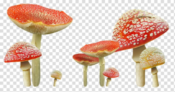 Red and beige mushrooms , Edible mushroom Autumn Fungus, mushroom transparent background PNG clipart