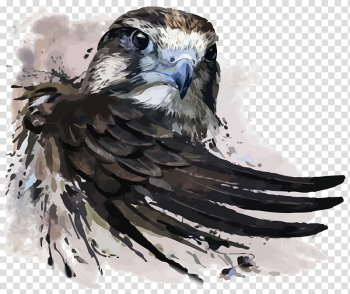 Hawk painting, Watercolor painting Falcon Illustration, Eagle transparent background PNG clipart